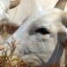 União Europeia veta compra de carne brasileira a partir de setembro